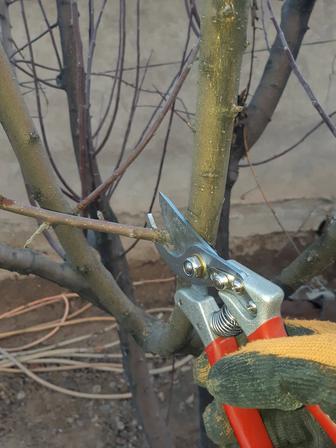 Жеміс ағаштарын қырқу-кесу жұмыстары (обрезка плодових деревьев)