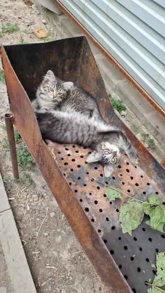 Котята сибириские, девочки в добрые руки