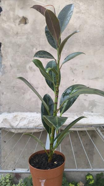 Фикусы( Бенжамина,Мелани,Абиджан)