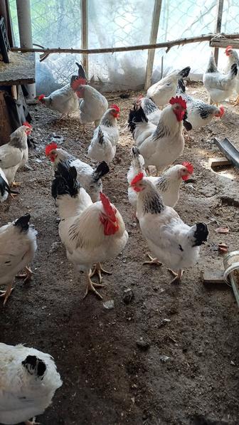 Продам инкубационное яйцо адлерская серебристая