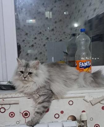 Отдам кота