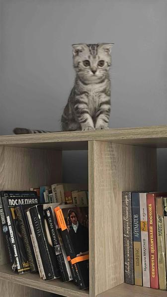 Шотландский вислоухий