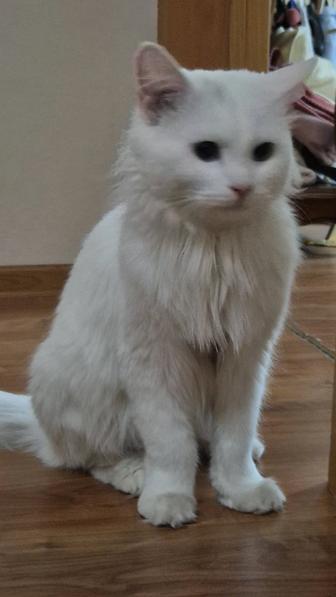 Кошка