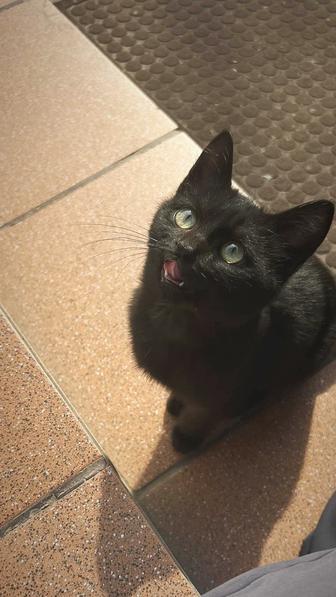 отдам котенка