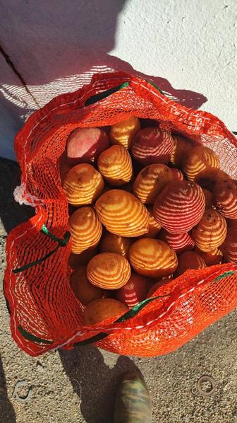 Картофель домашний