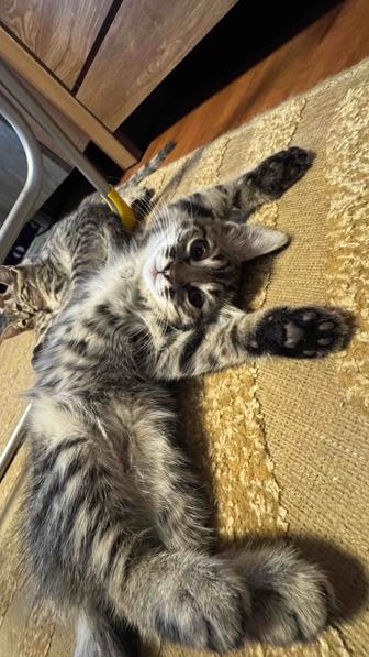 Котята 3х месячные