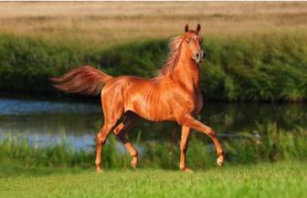 Лошадь соғым