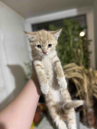 Котенок ( мальчик)