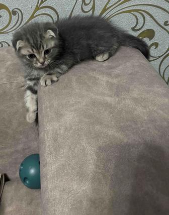 Продам котенка вислоухий 2 месяца