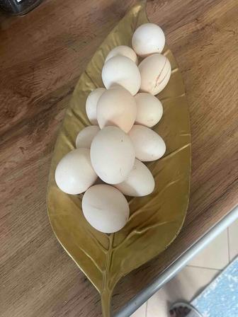 Продам яйцо домашнее