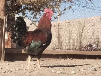 Қораз. Петух