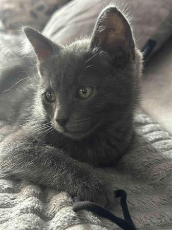 Отдам котенка мальчика