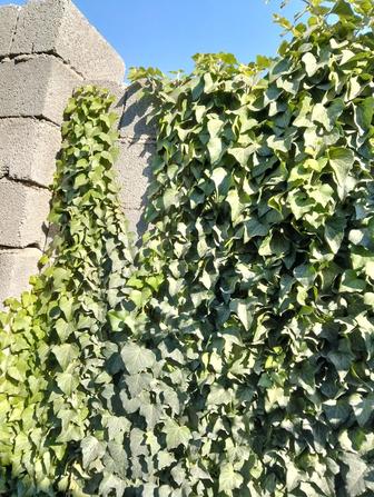 Продам плющ живая изгородь, зимой и летом всегда зеленая.