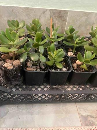 комнатные цветы