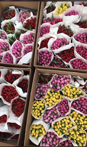 Оптом и розницу тюльпаны