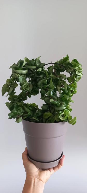 Хойя Hoya Carnosa compacta