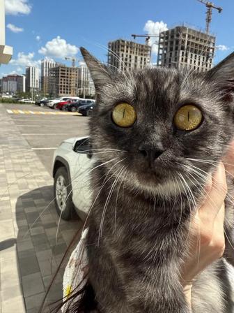 Кошка Мишель ищет семью