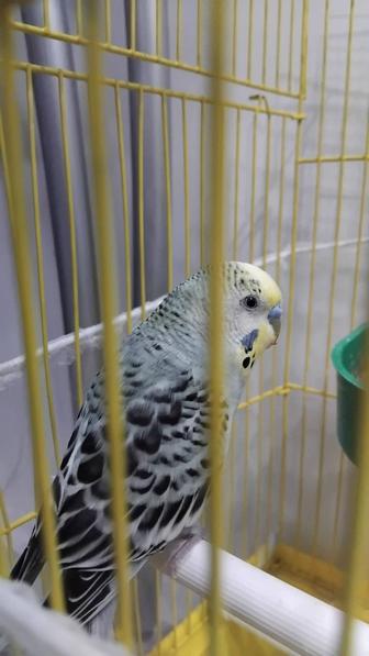 Продам попугая