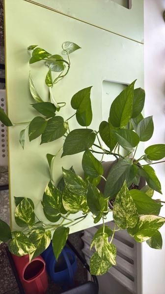 Комнатные цветы