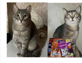 Пропал кот.