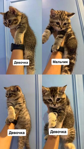 Отдам котят