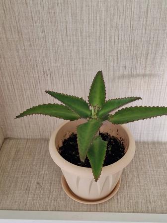 Каланхоэ лечебное