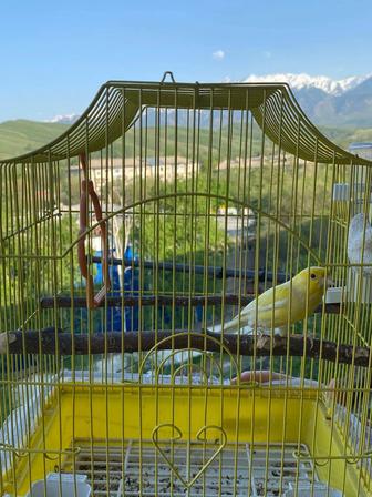 Поющий кенар.