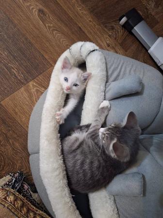 Котяточки в добрые руки