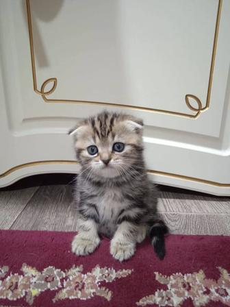 Продам котят красивые играют кушают только два котят ночью не беспокоить