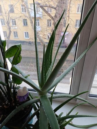 Отдам листья алоэ