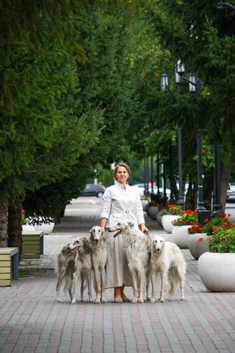 Продам щенков русской псовой борзой