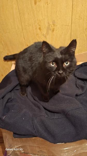 Отдам кота в добрые, заботливые руки