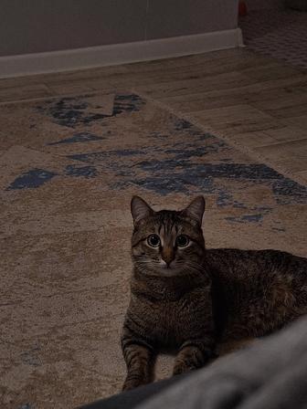 Кот мальчик