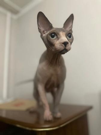 Продам кота породы сфинкс