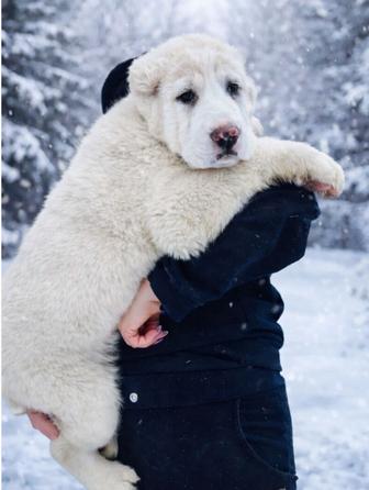 Щенки алабая ( среднеазиатская овчарка)