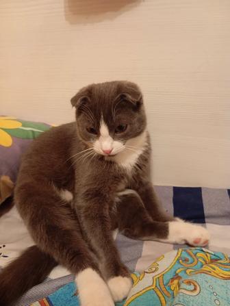 Отдам кота в хорошие руки!