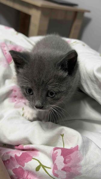 Продаю котенка