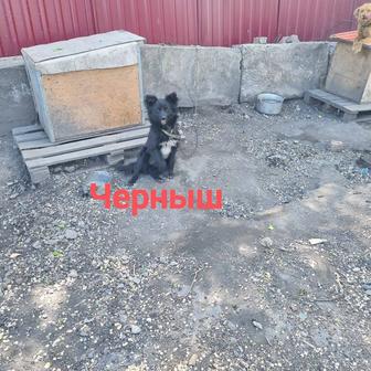 Собаки