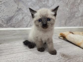 Отдам котенка в хорошие руки