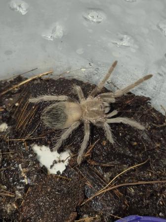 Бразильский розовый паук птицеед