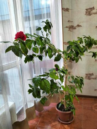 Китайская роза