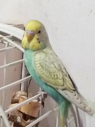 Волнистые попугаи молоденькие