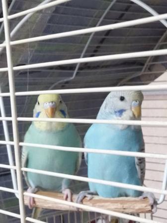 Волнистые попугаи малыши