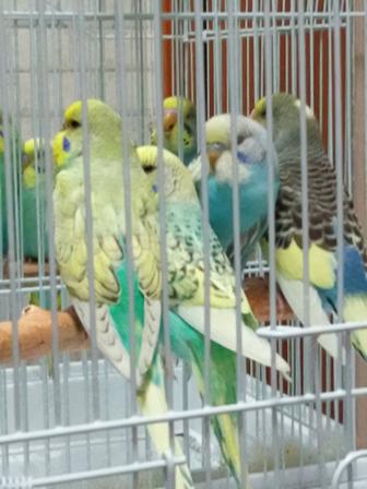 Волнистые попугаи малыши