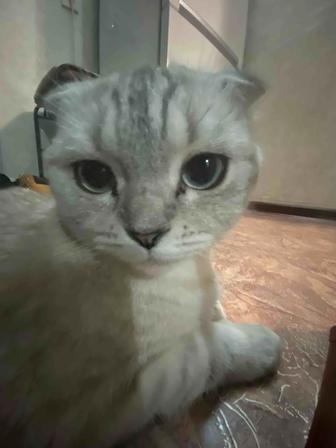 Кошка красавица