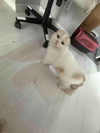 Котенок Скоттиш Фолд с документами