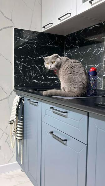 Кошка британская