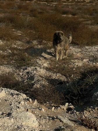 Кавказская овчарка