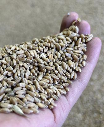 Пшеница в мешках