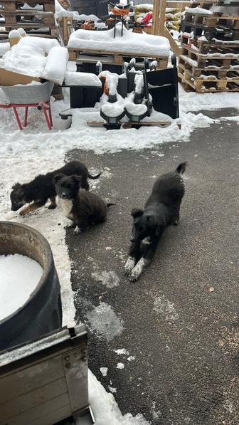 Отдам щенков бесплатно